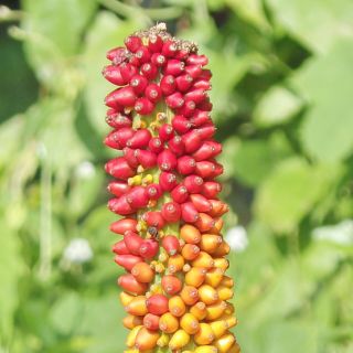 Glucomannan-Knollenextrakt