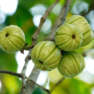 Garcinia Cambogia-Fruchtextrakt